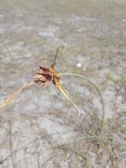 Cyperus capitatus