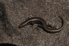 Ablepharus bivittatus