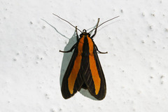 Ormetica iheringi