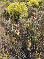 Hermannia trifoliata