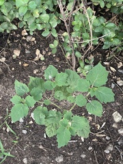 Physalis philadelphica