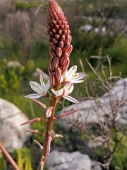 Trachyandra tabularis