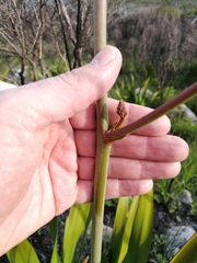 Trachyandra tabularis