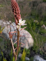 Trachyandra tabularis