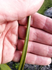 Trachyandra tabularis