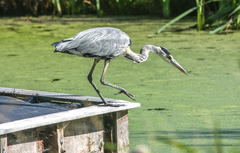 Ardea cinerea