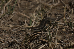 Ablepharus bivittatus