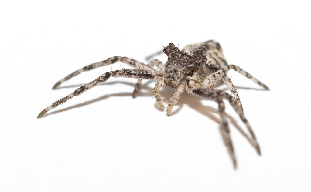 Wide-eyed Crab Spiders