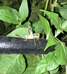 Eupholidoptera megastyla