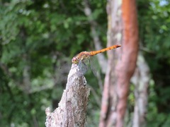 Sympetrum frequens