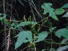 Macaranga triloba