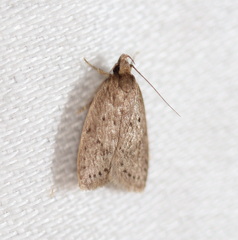 Eulechria convictella