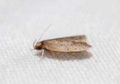 Eulechria convictella