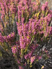 Erica curtophylla