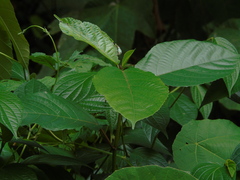 Ficus montana