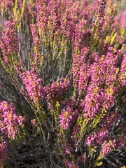 Erica curtophylla