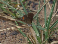 Freyeria trochylus