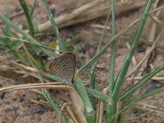 Freyeria trochylus