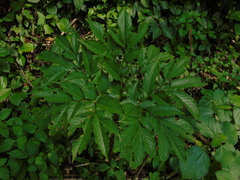 Amorphophallus variabilis