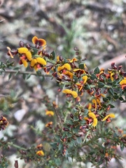 Bossiaea cinerea