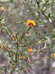 Bossiaea cinerea