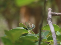 Hypolycaena philippus
