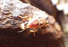 Corrhecerini