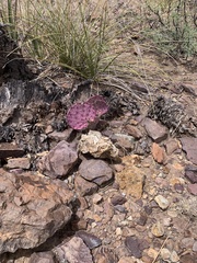 Opuntia azurea