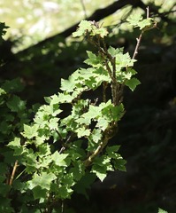 Ribes petraeum