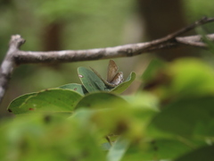 Hypolycaena philippus