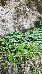 Hepatica transsilvanica