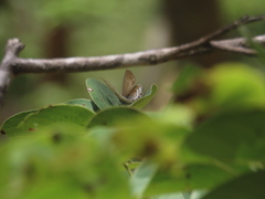 Hypolycaena philippus