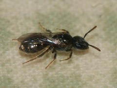 Lasioglossum imitatum