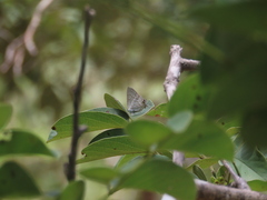 Hypolycaena philippus