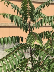 Ailanthus altissima