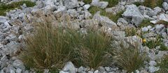 Festuca versicolor