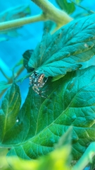 Araneus diadematus