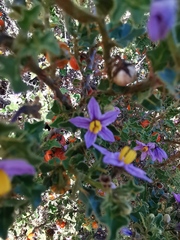 Solanum humile