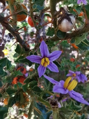 Solanum humile