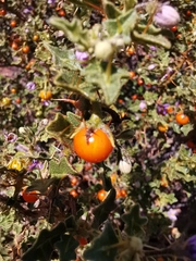 Solanum humile