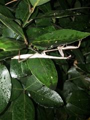 Tenodera angustipennis