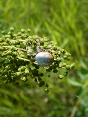 Araneus quadratus
