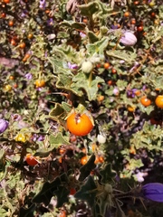 Solanum humile