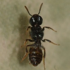 Lasioglossum imitatum