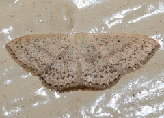 Scopula oppilata