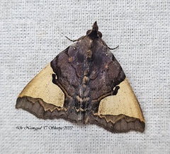 Ochrotrigona triangulifera