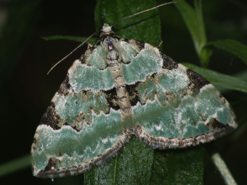 Green Carpet