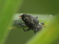 Cylindrocopturus