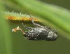 Cylindrocopturus
