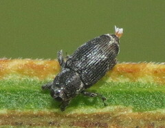 Cylindrocopturus